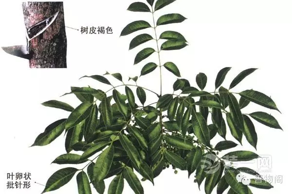 漆強油漆學(xué)堂講解.jpg 漆強油漆學(xué)堂講解.jpg