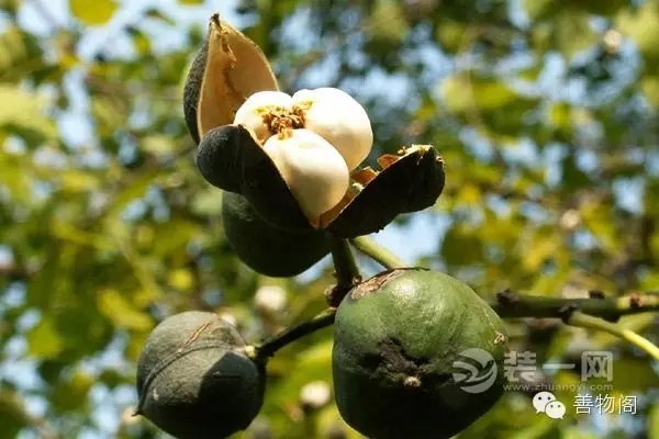 漆強(qiáng)化學(xué)堂--桐油制作.jpg 漆強(qiáng)化學(xué)堂--桐油制作.jpg