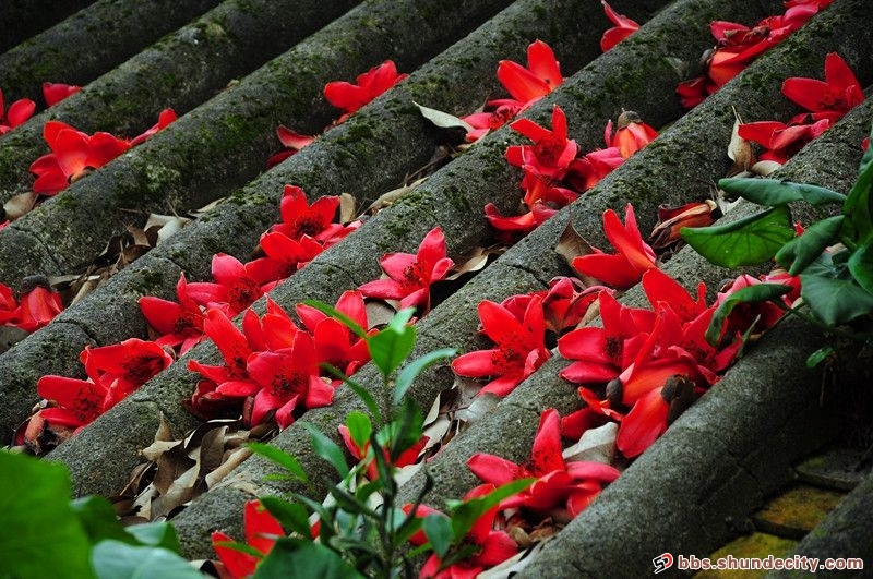 【來漆強(qiáng)看什么】順德美色,淡妝濃抹總相宜 【來漆強(qiáng)看什么】順德美色,淡妝濃抹總相宜