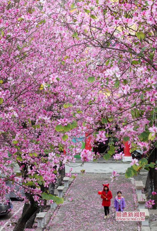 【來漆強(qiáng)看什么】順德美色，淡妝濃抹總相宜