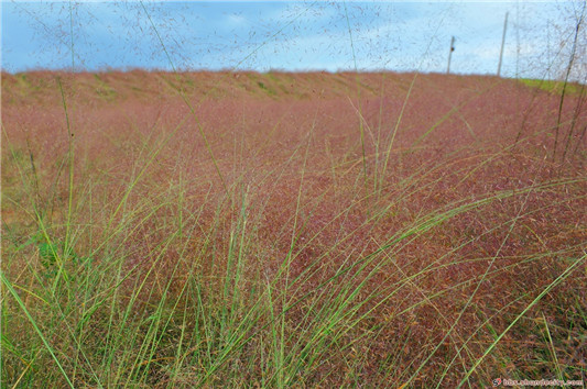 【來漆強(qiáng)看什么】順德美色，淡妝濃抹總相宜