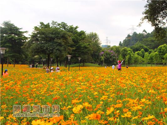 【來漆強(qiáng)看什么】順德美色，淡妝濃抹總相宜